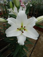 [5683 VZ W09 3249-04 No02.JPG]